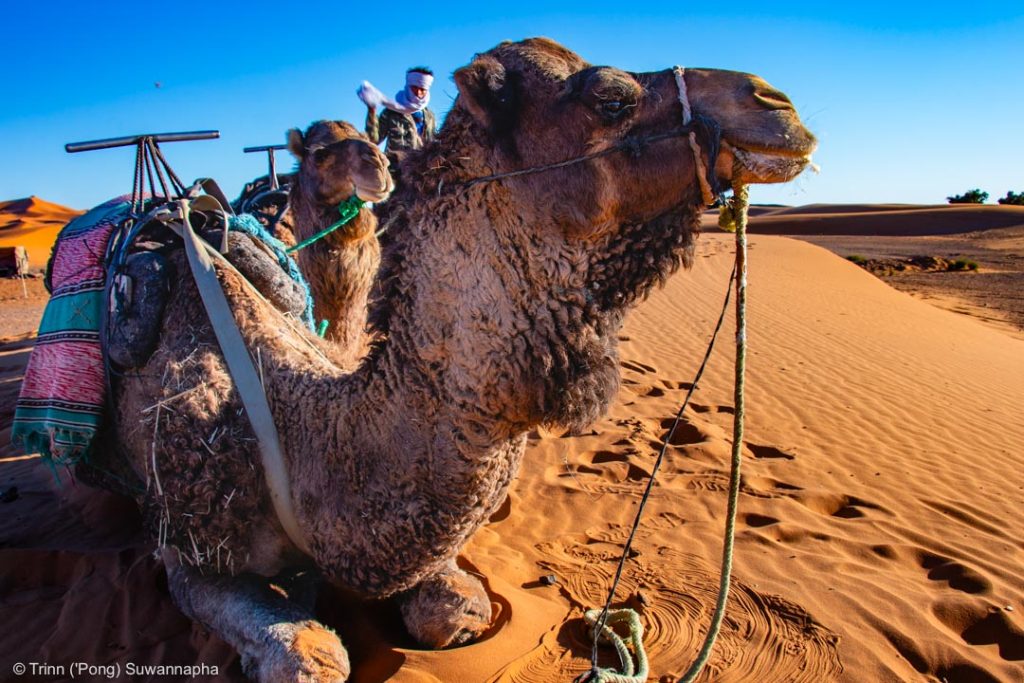 Camel ride