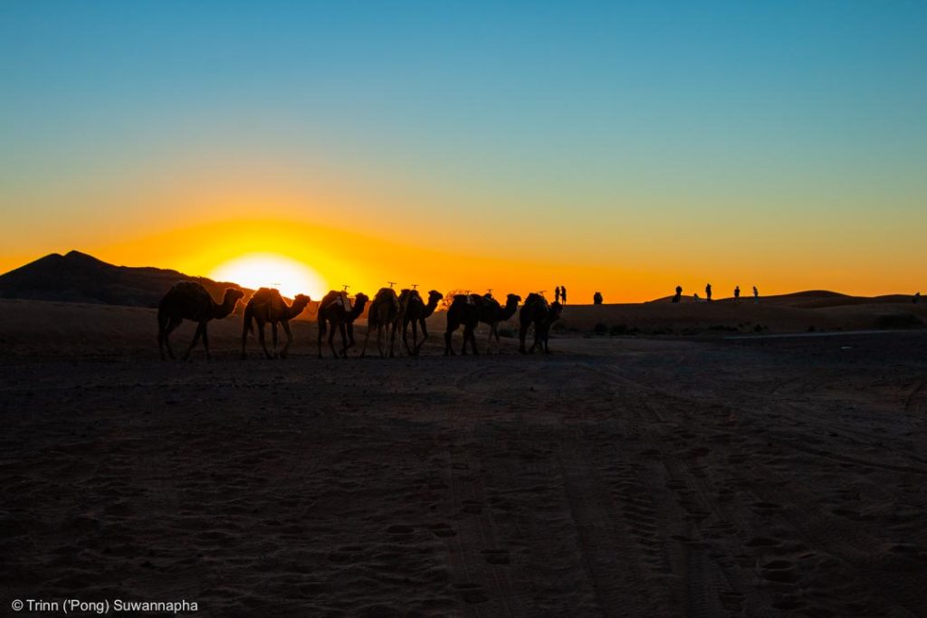 Camels at sunset