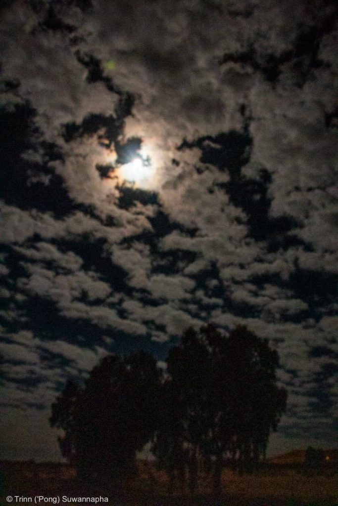 Gum trees and full moon setting