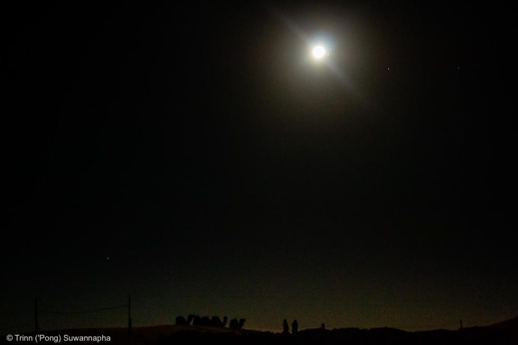 Camels and full moon setting